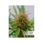 CBD ComPassion – Dutch Passion – Feminizowane