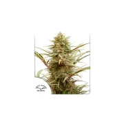 CBD ComPassion – Dutch Passion – Feminizowane