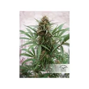 CBD ComPassion – Dutch Passion – Feminizowane