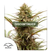 CBD ComPassion – Dutch Passion – Feminizowane