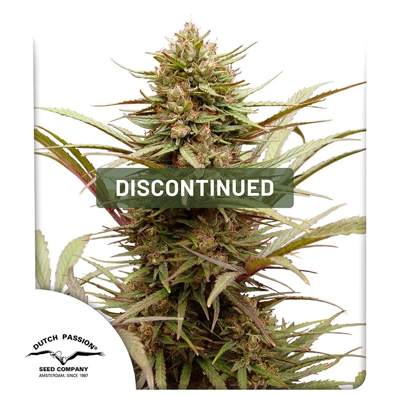 CBD ComPassion – Dutch Passion – Feminizowane