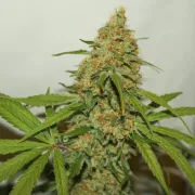 CBD Kush