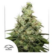 CBD Kush – Dutch Passion – Feminizowane