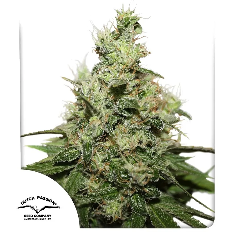 CBD Kush – Dutch Passion – Feminizowane