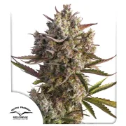 Auto Blueberry – Dutch Passion – Autoflowering