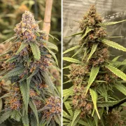 Durban Poison