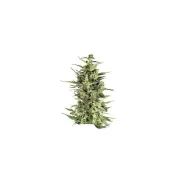 Dutch Cheese – Dutch Passion – Feminizowane