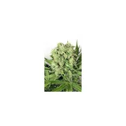 Dutch Cheese – Dutch Passion – Feminizowane