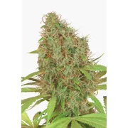 Dutch Haze – Dutch Passion – Feminizowane