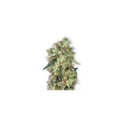 Dutch Haze – Dutch Passion – Feminizowane