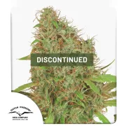 Dutch Haze – Dutch Passion – Feminizowane