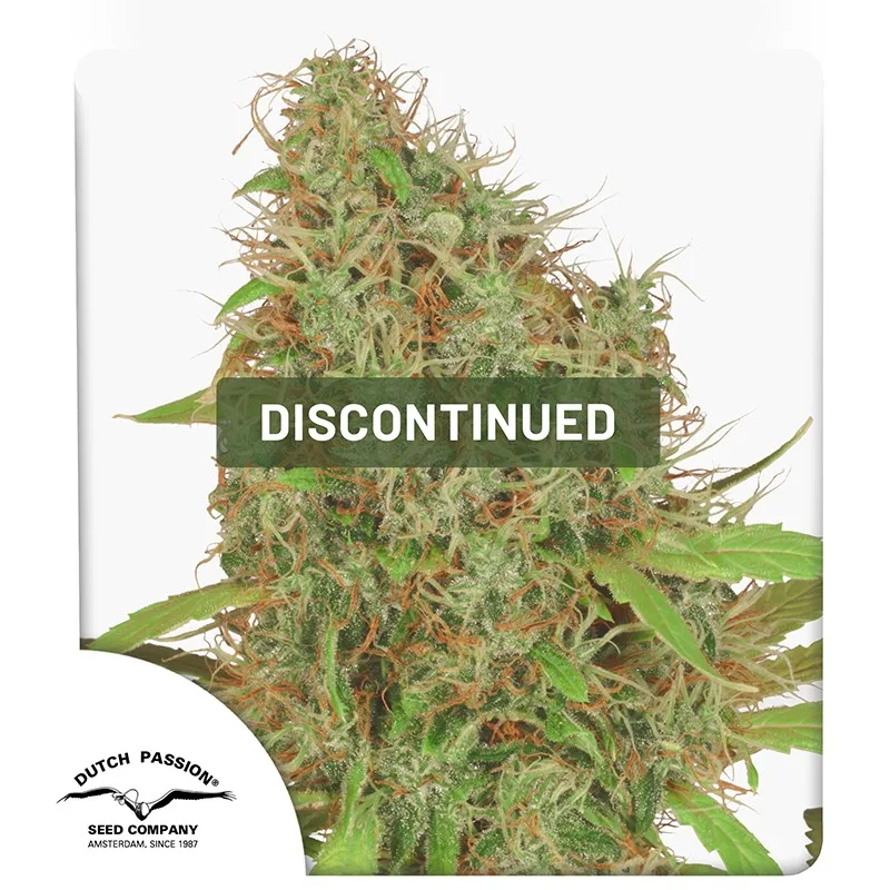 Dutch Haze – Dutch Passion – Feminizowane