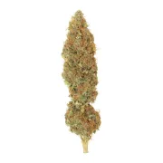 Dutch Haze – Dutch Passion – Feminizowane