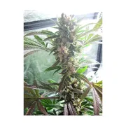 Masterkush