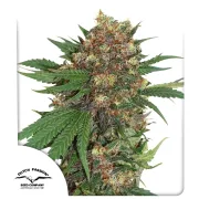 Masterkush – Dutch Passion – Feminizowane