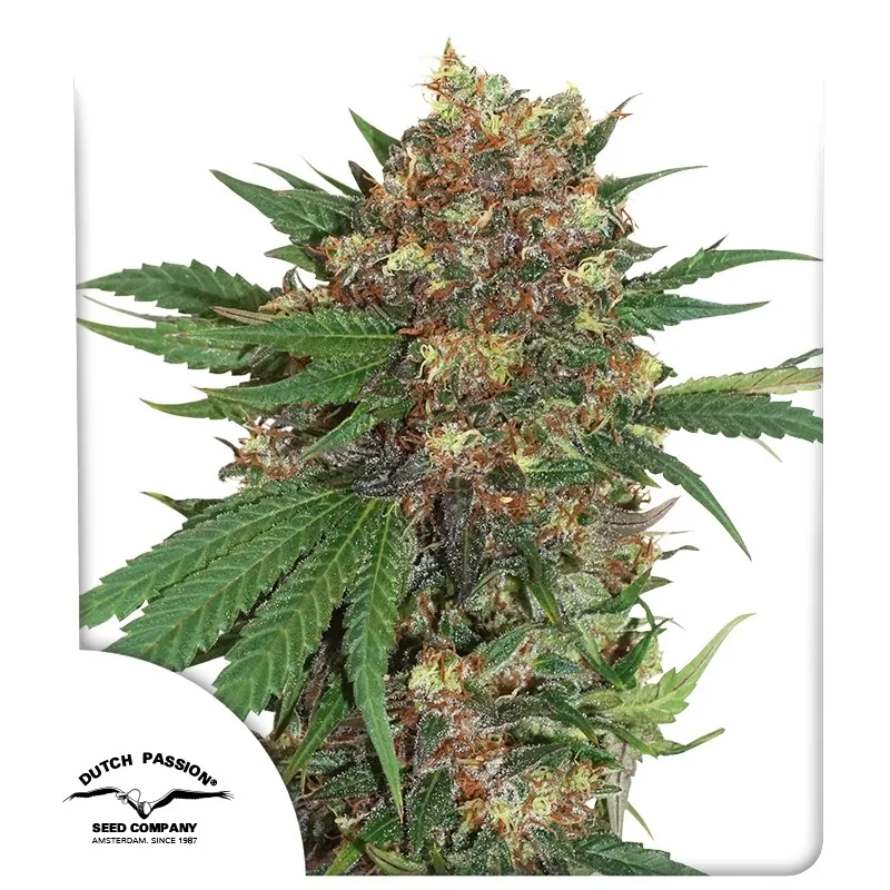 Masterkush – Dutch Passion – Feminizowane