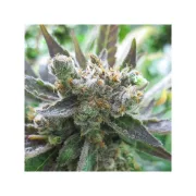 Masterkush