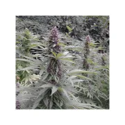 Purple #1