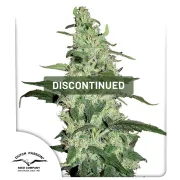 Skywalker – Dutch Passion – Feminizowane