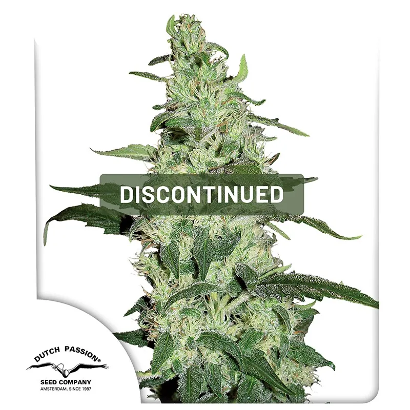 Skywalker – Dutch Passion – Feminizowane
