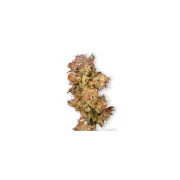 Skywalker – Dutch Passion – Feminizowane