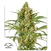 Snow Bud
