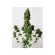 Snow Storm #2 – Dutch Passion – Autoflowering