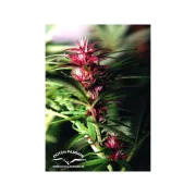 Twilight – Dutch Passion – Feminizowane