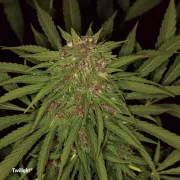 Twilight – Dutch Passion – Feminizowane