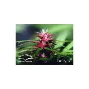 Twilight – Dutch Passion – Feminizowane