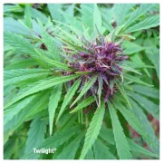 Twilight – Dutch Passion – Feminizowane
