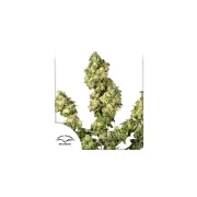 Ultra Skunk – Dutch Passion – Feminizowane