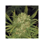 Ultra Skunk – Dutch Passion – Feminizowane