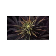 Ultra Skunk – Dutch Passion – Feminizowane