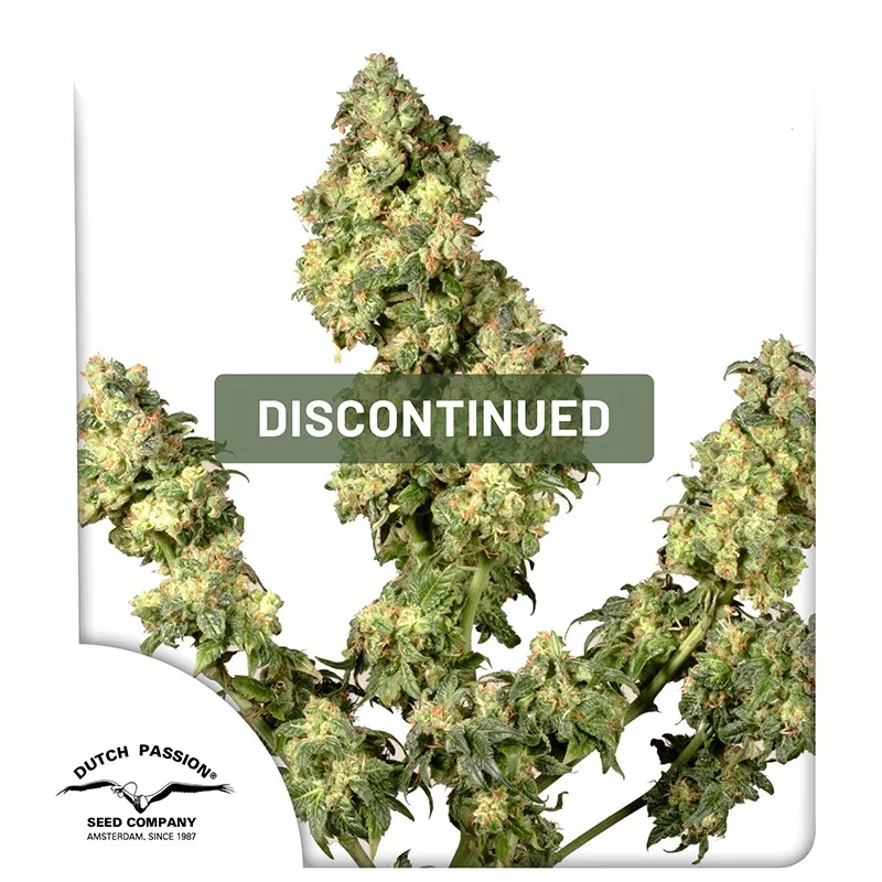 Ultra Skunk – Dutch Passion – Feminizowane