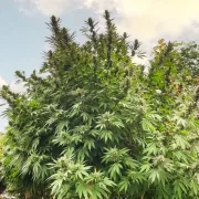 Frisian Dew