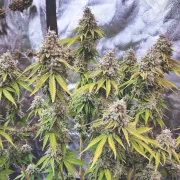 Glueberry OG