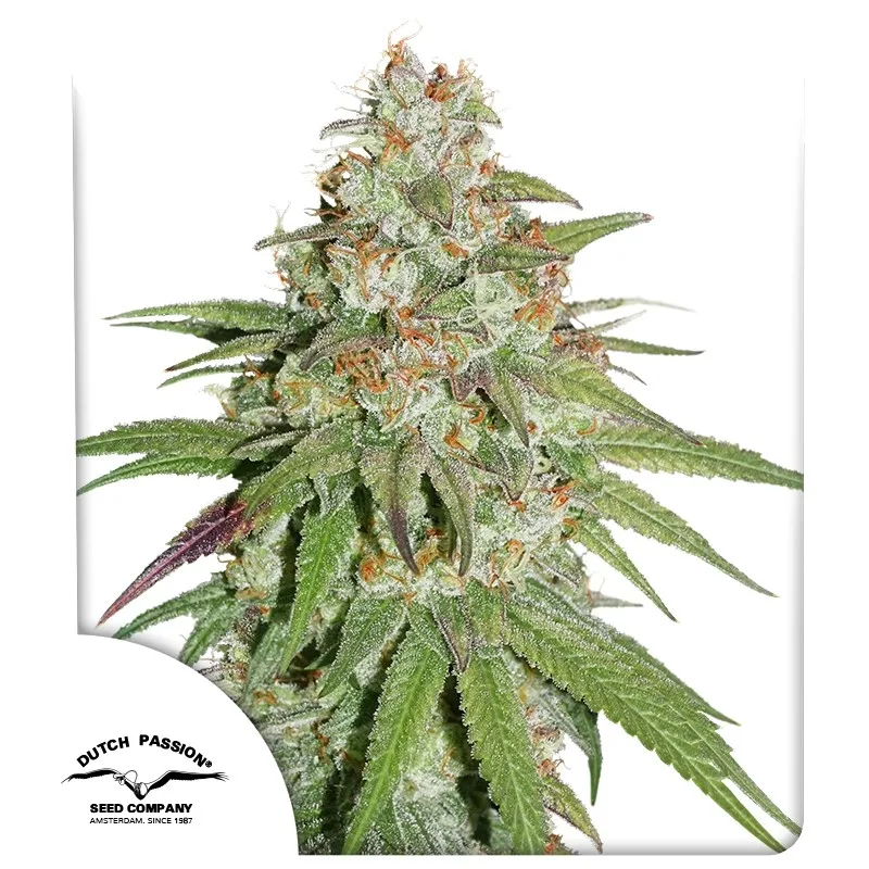 Glueberry OG – Dutch Passion – Feminizowane