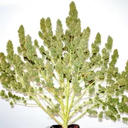 Glueberry OG Auto – Dutch Passion – Autoflowering