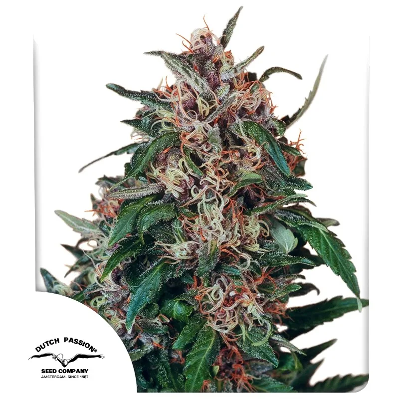 Hollands Hope – Dutch Passion – Feminizowane