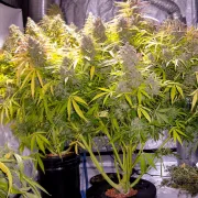 Think Different – Dutch Passion – Autoflowering