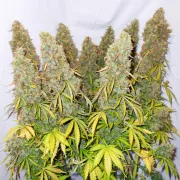 Think Different – Dutch Passion – Autoflowering