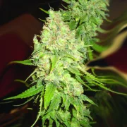 Blackberry OG – Emerald Triangle – Feminizowane
