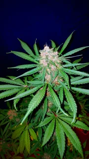 C4 Auto