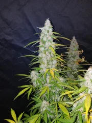 Californian Snow Auto