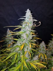 Californian Snow Auto