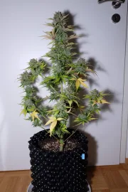 G14 Auto – FastBuds – Autoflowering