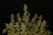 Gelato Auto