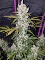 Girl Scout Cookies Auto