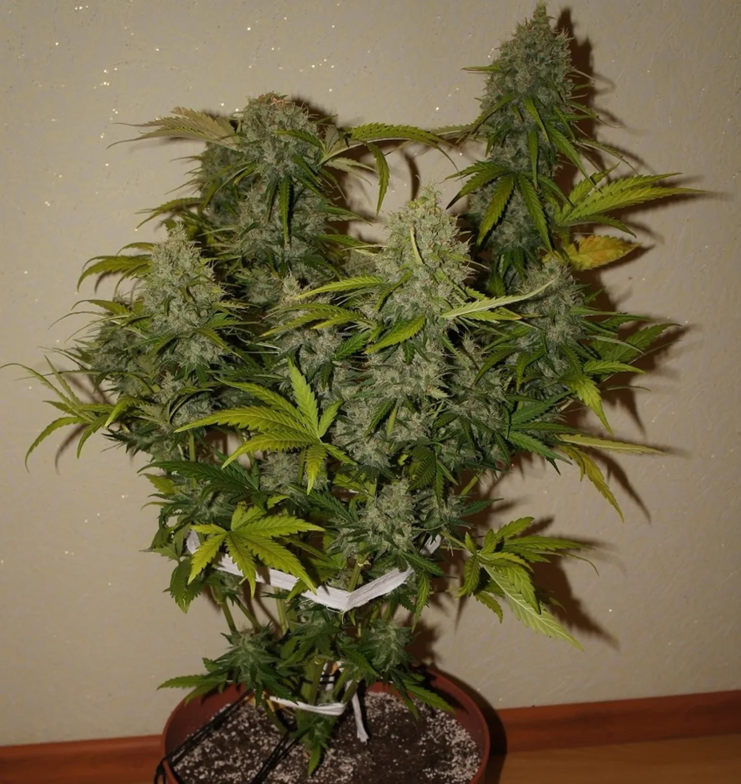 Grapefruit Auto – FastBuds – Autoflowering
